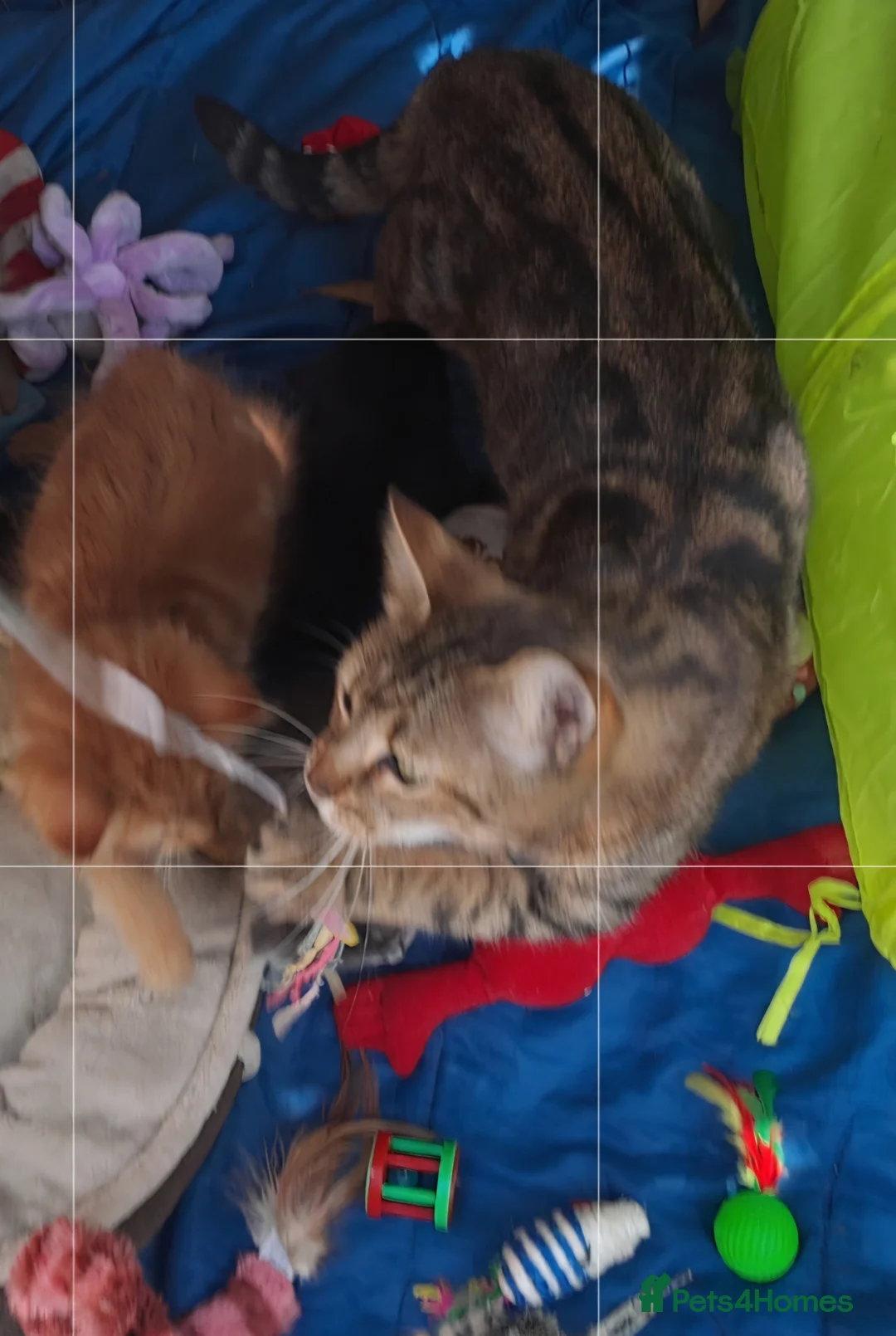 Mixed Breed cats for sale: Beautiful Ginger Kittens 😻 - Advert 2
