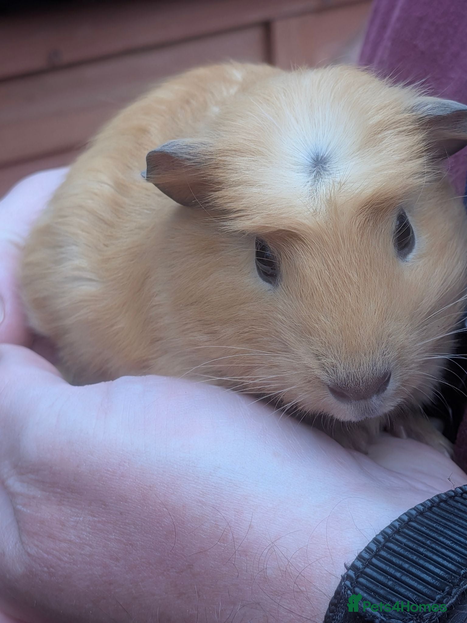 Guinea Pig rodents Various beautiful Guinea pigs ready now  - Advert 11