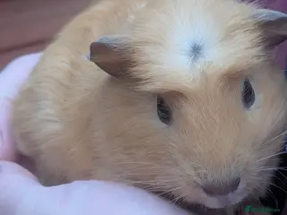 Guinea Pig rodents Various beautiful Guinea pigs ready now - Advert 11