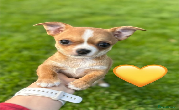 Chihuahua dogs - Advert 1