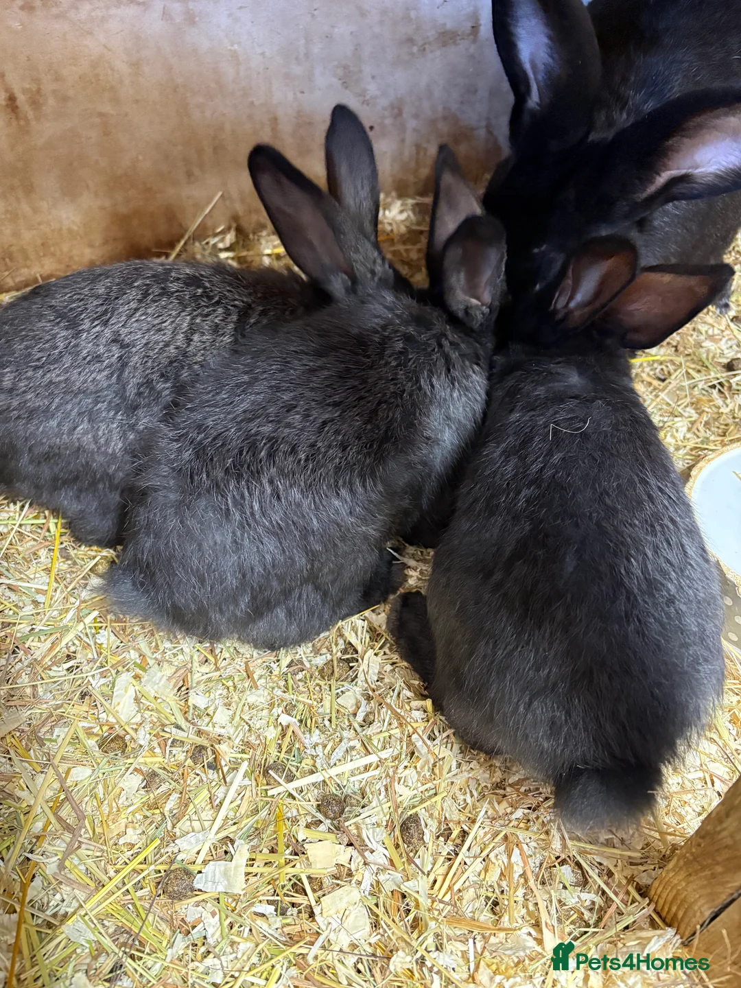 Continental Giant rabbits for sale: ONLY 2 LEFT Continental giant rabbits  - Advert 6