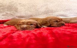 Cocker Spaniel dogs for sale: Show cocker spaniel pups - Image 10