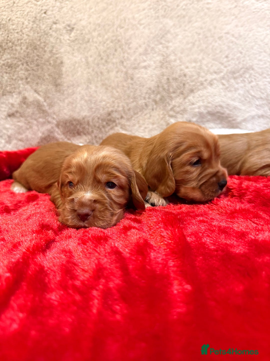 Cocker Spaniel dogs for sale: Show cocker spaniel pups - Image 10