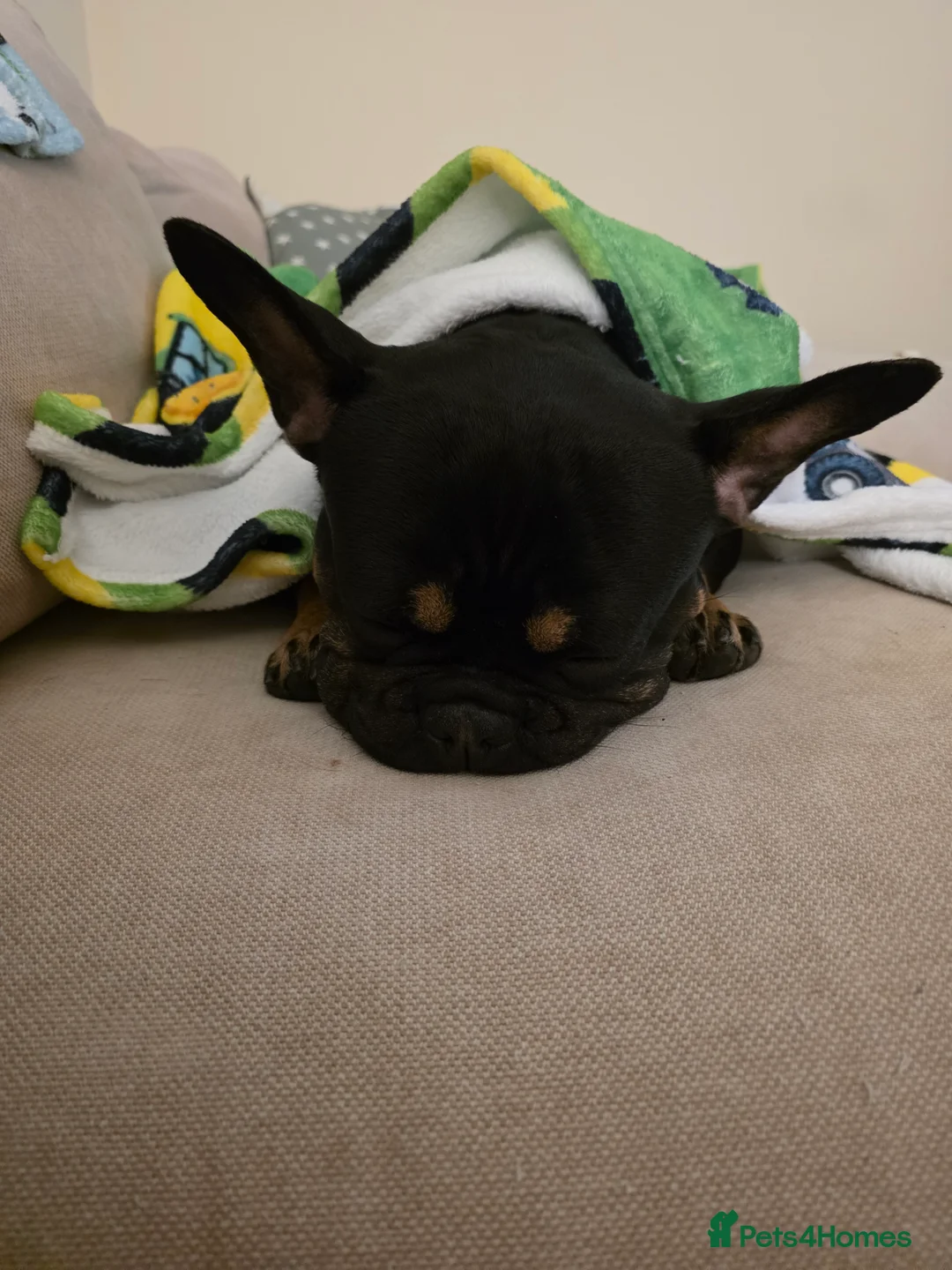 French Bulldog dogs for sale: Loving French Bulldog For Rehoming - Advert 3