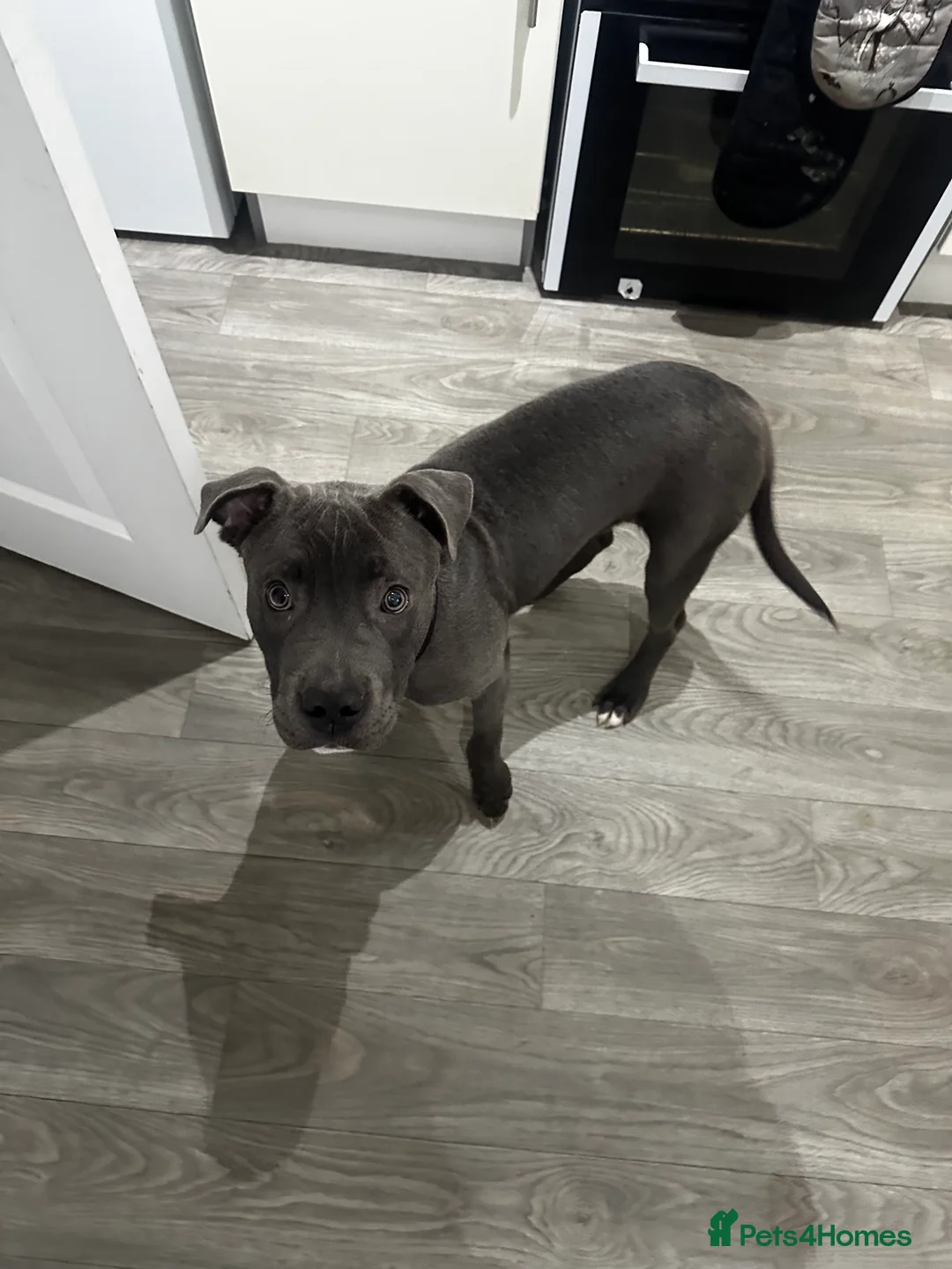 Mixed Breed dogs for sale: Staffordshire bull cross  - Advert 3