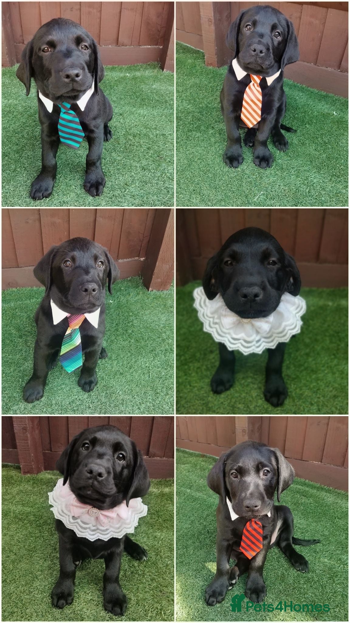 Labrador Retriever dogs  KC Black Labradors – 4 Boys & 2 Girls Available🐶 - Advert 4