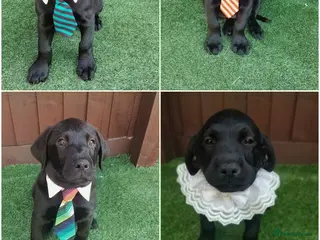 Labrador Retriever dogs KC Black Labradors – 4 Boys & 2 Girls Available🐶 - Advert 4