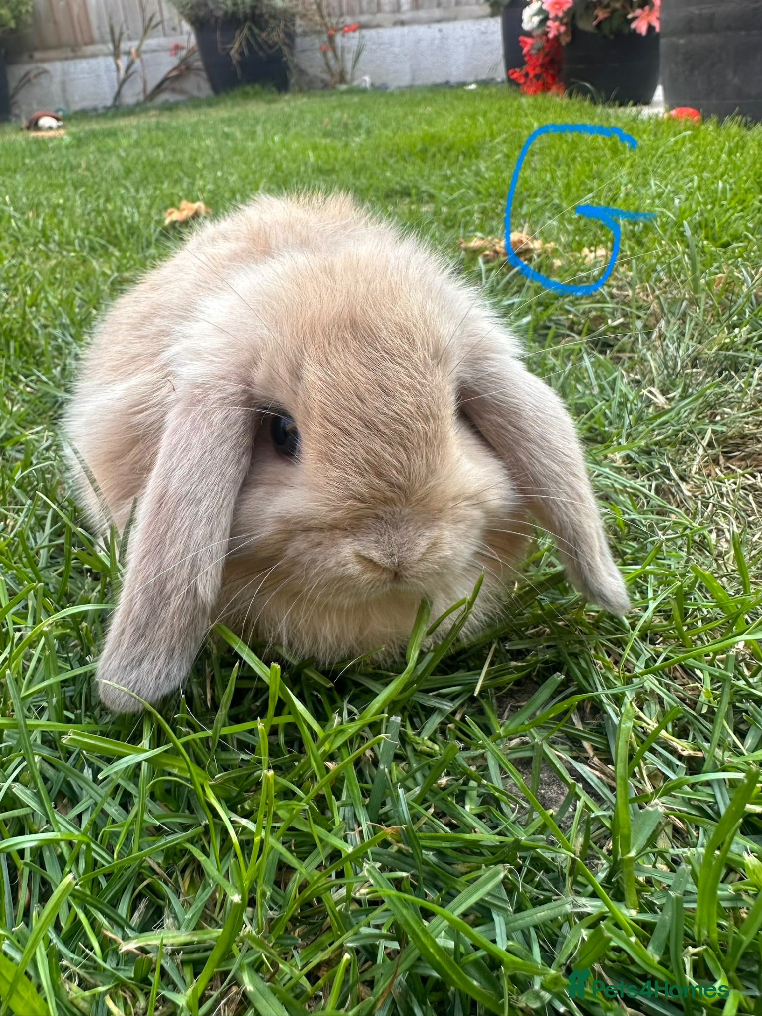 Mini Lop rabbits Mini Lop Rabbits For Sale  - Advert 2