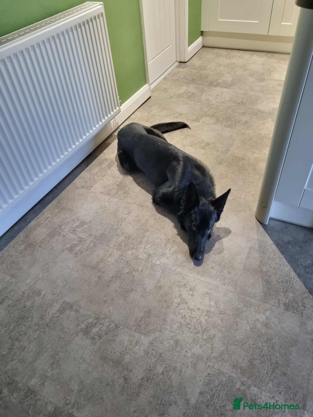 German Shepherd dogs for sale: Black female german shepherd  - Image 5