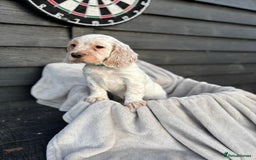 Cocker Spaniel dogs for sale: Six beautiful cocker spaniel puppies - Image 5