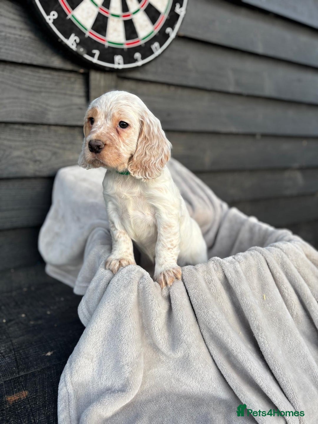 Cocker Spaniel dogs for sale: Six beautiful cocker spaniel puppies - Image 5