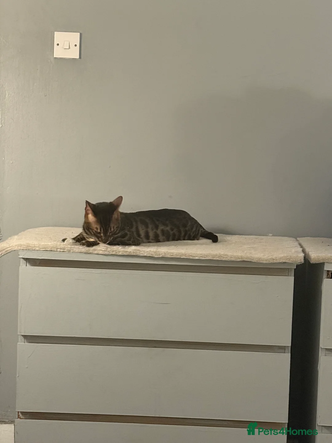 Bengal cats for stud: Stunning Bengal for stud - Advert 21