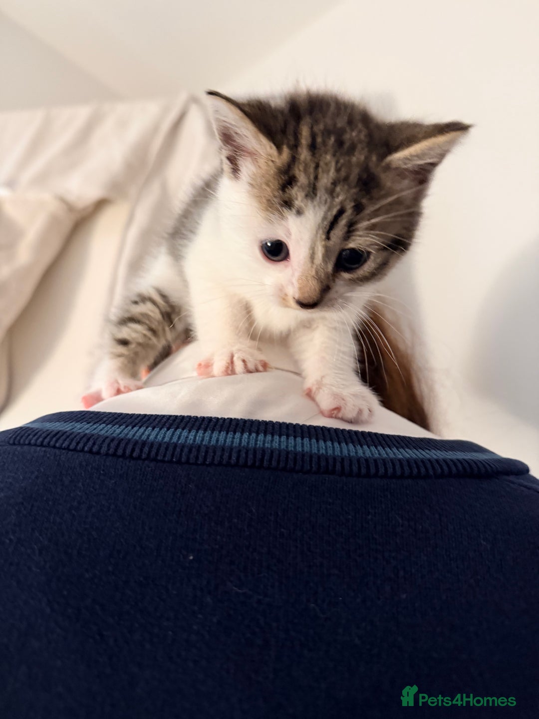 Mixed Breed cats for sale: Last little girl - Advert 4