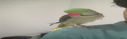 Parrots birds for sale: Tamed Alexandrine Parrot in Manchester - Advert 7