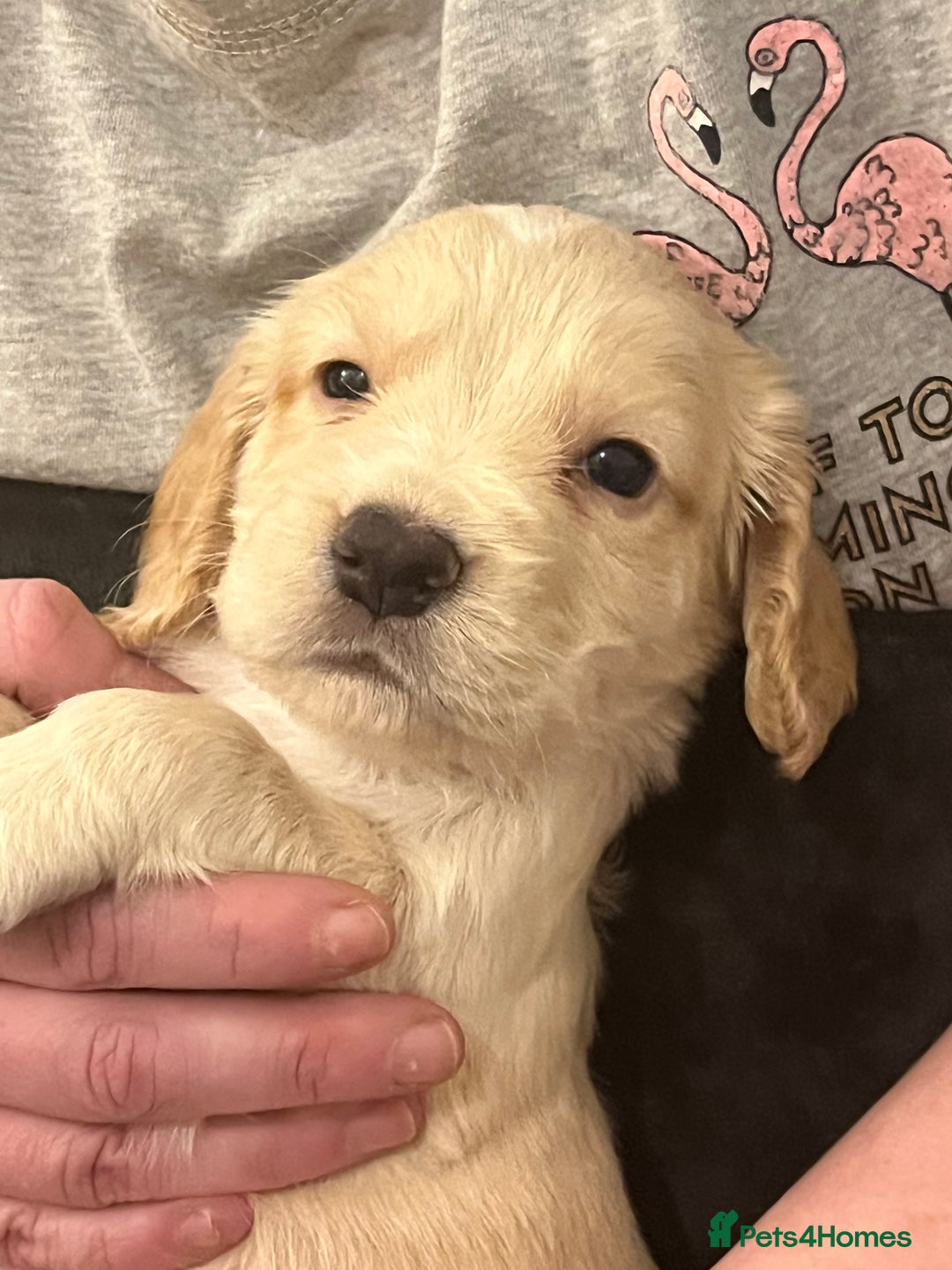 Sprocker dogs for sale: SPROCKER SPANIELS PUPPIES  - Advert 16