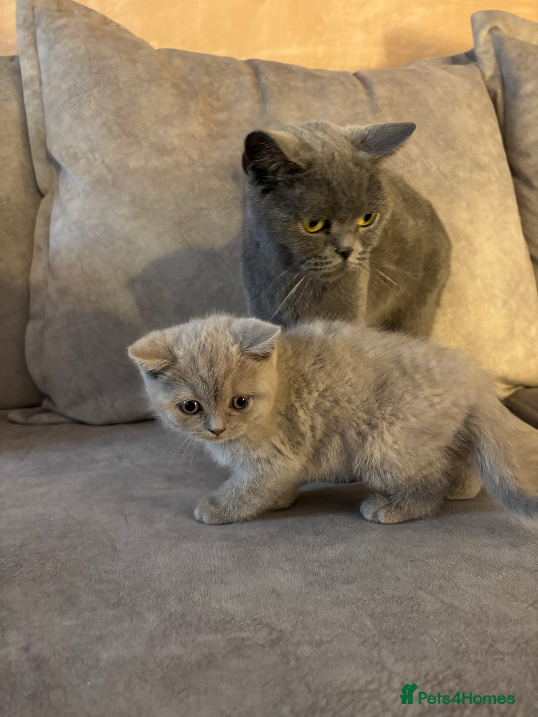British Longhair cats for sale: British short hair x long hair kitten  - Image 7