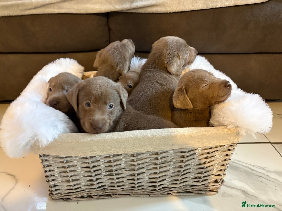 Labrador Retriever dogs for sale: Silver Labrador retriever puppies - Advert 3