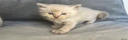 Ragdoll cats for sale: Beautiful mink ragdoll kittens all male  - Advert 10
