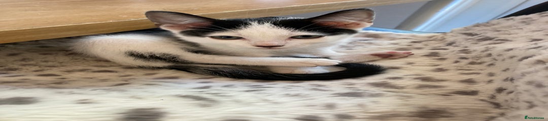 Domestic Shorthair Kitten 1