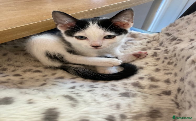 Domestic Shorthair cats - Advert 3