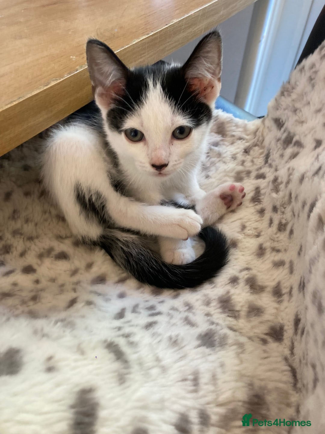 Domestic Shorthair cats for sale: 2 kittens for sale - Image 1