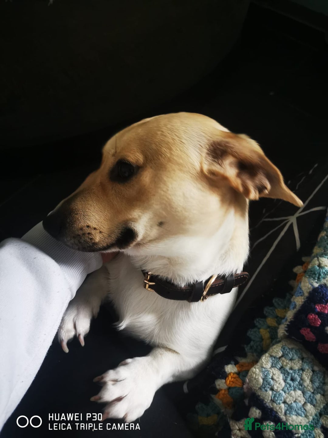 Pomeranian dogs for sale: Pomeranian - Sausage Dog - Advert 5