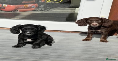Cocker Spaniel dogs - Advert 4