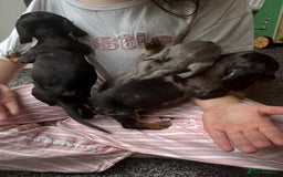 Dachshund dogs for sale: Miniature dachshunds ready now 💗 - Image 29
