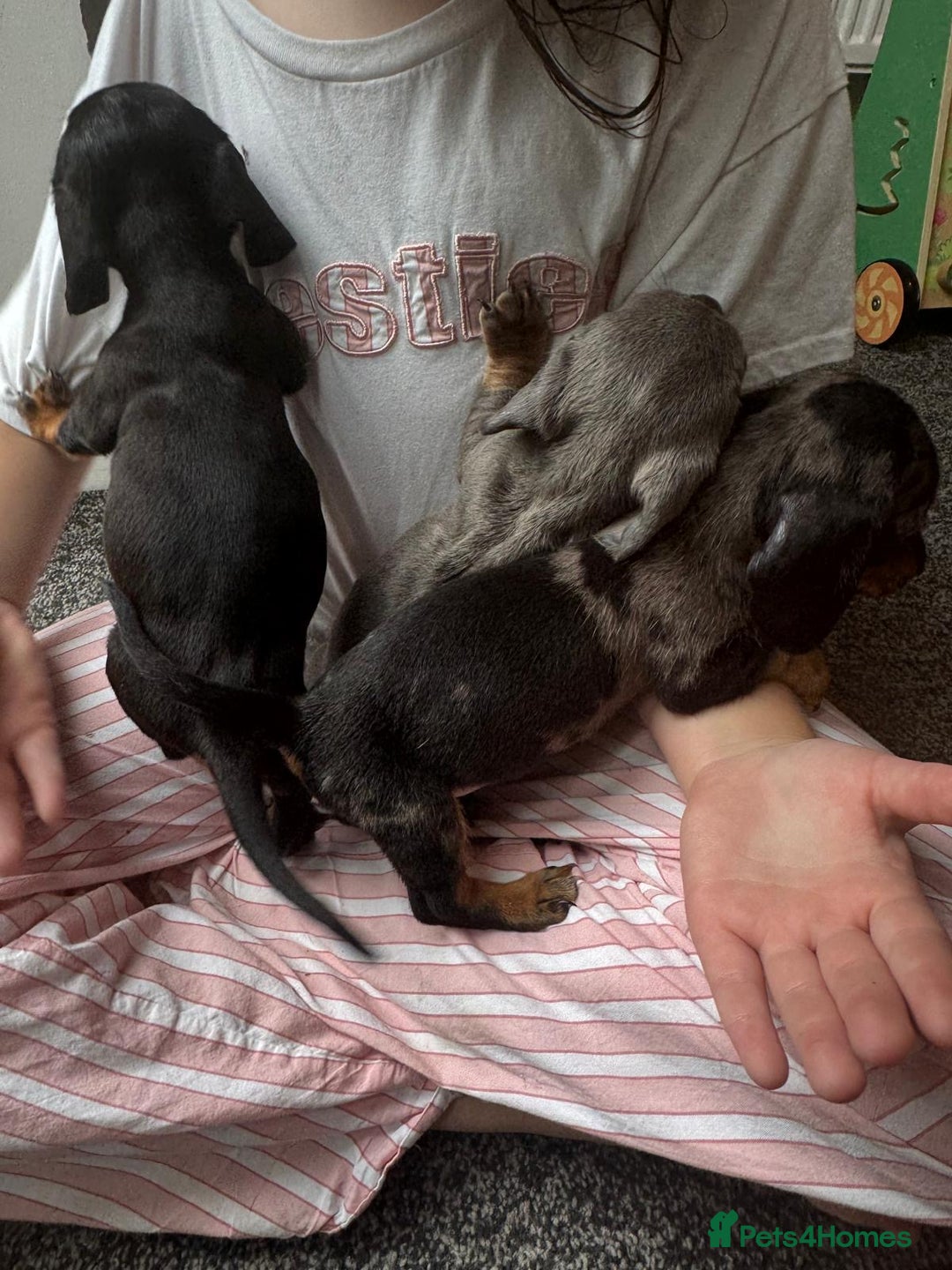 Dachshund dogs for sale: Miniature dachshunds ready now 💗 - Image 29