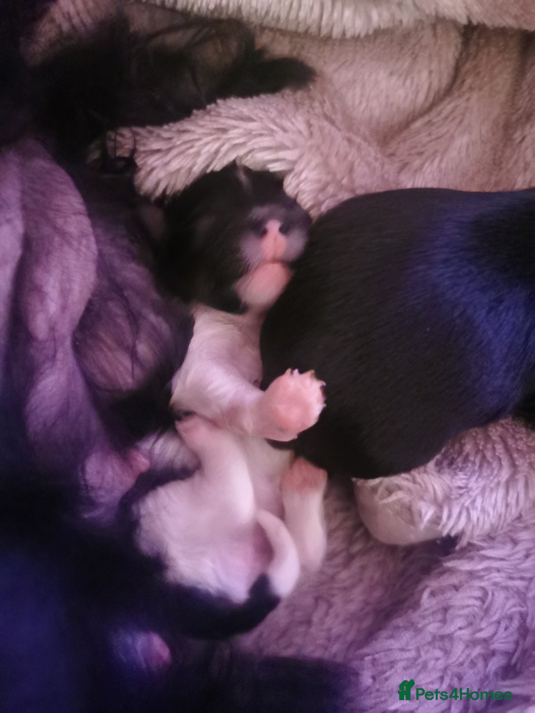 Yorkshire Terrier dogs for sale: 2 Little girl's, Yorkshire Terrier. - Advert 6