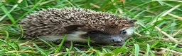 Pygmy Hedgehog rodents for sale: African Pygmy Hedgehog Hoglets  - Advert 5