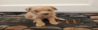 Maltese Puppy 4