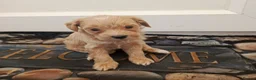 Maltese dogs for sale: 5 beautiful maltese puppies ready for new home. - Advert 6
