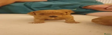 Cavapoochon 3