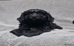Cockapoo dogs for sale: Gorgeous Cockapoo puppies - Image 5