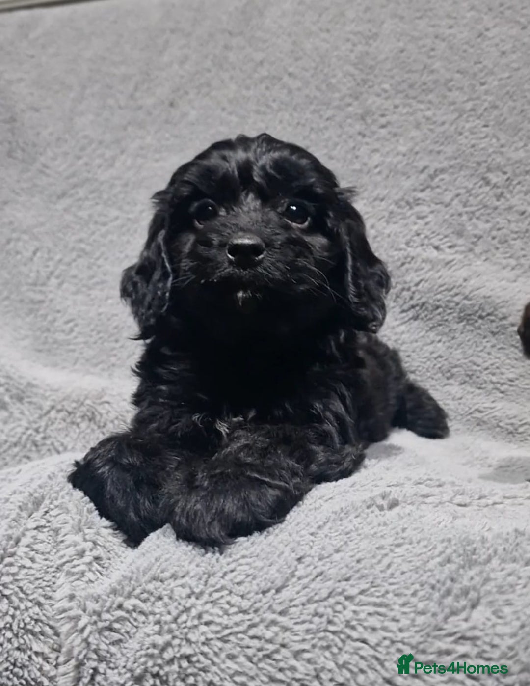 Cockapoo dogs for sale: Gorgeous Cockapoo puppies - Image 5