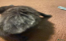 British Longhair cats for sale: Last Girl Kitten  - Image 3