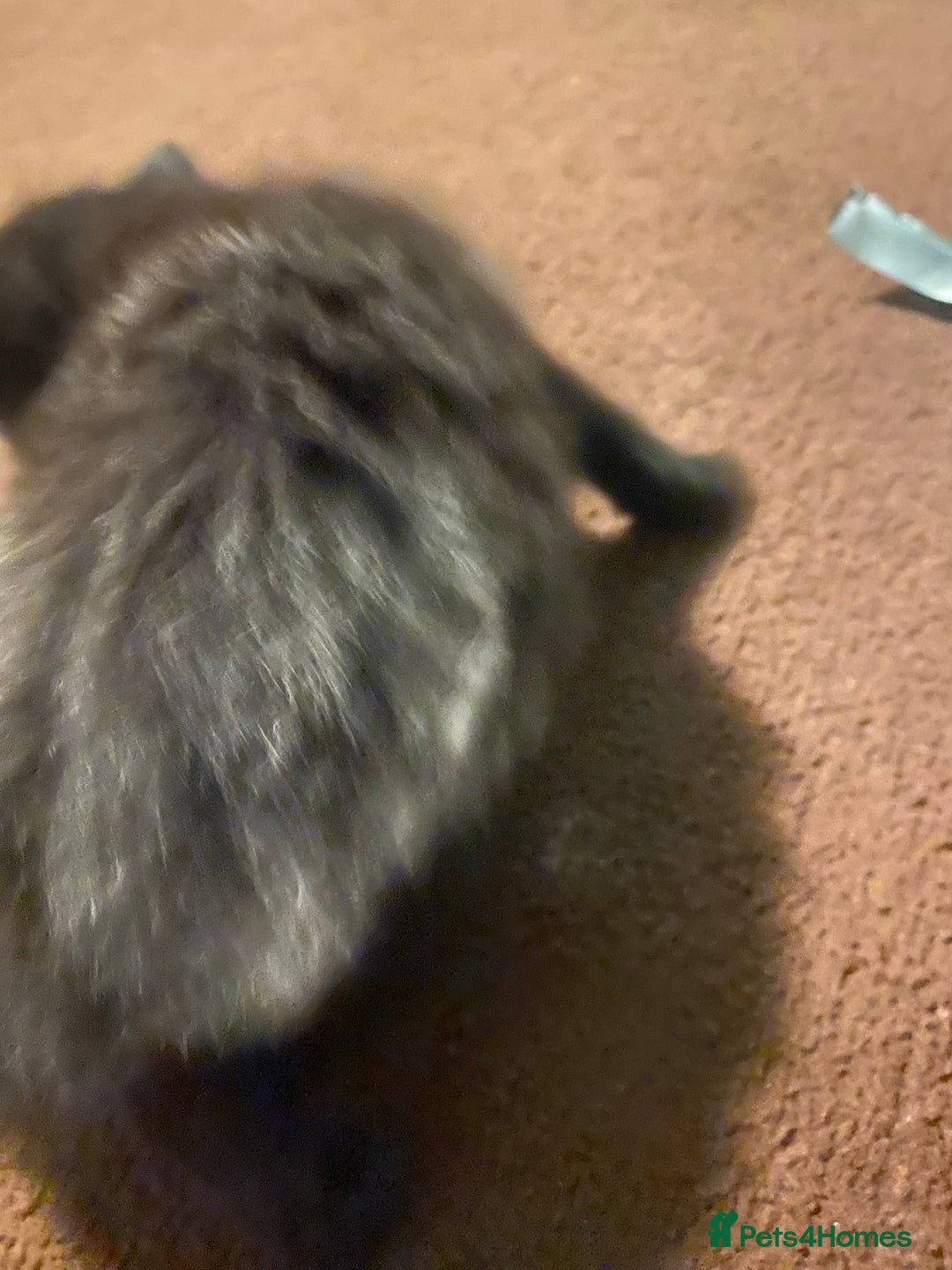 British Longhair cats for sale: Last Girl Kitten  - Image 3
