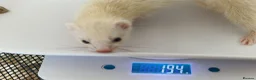 Ferret rodents for sale: Micro ferrets kits - Advert 4