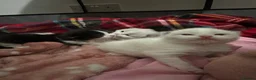 Ragdoll cats for sale: Stunning 3/4 Ragdolls Kittens - Advert 13