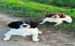 English Springer Spaniel dogs for sale: Beautiful litter of Springer spaniel puppies - Image 2