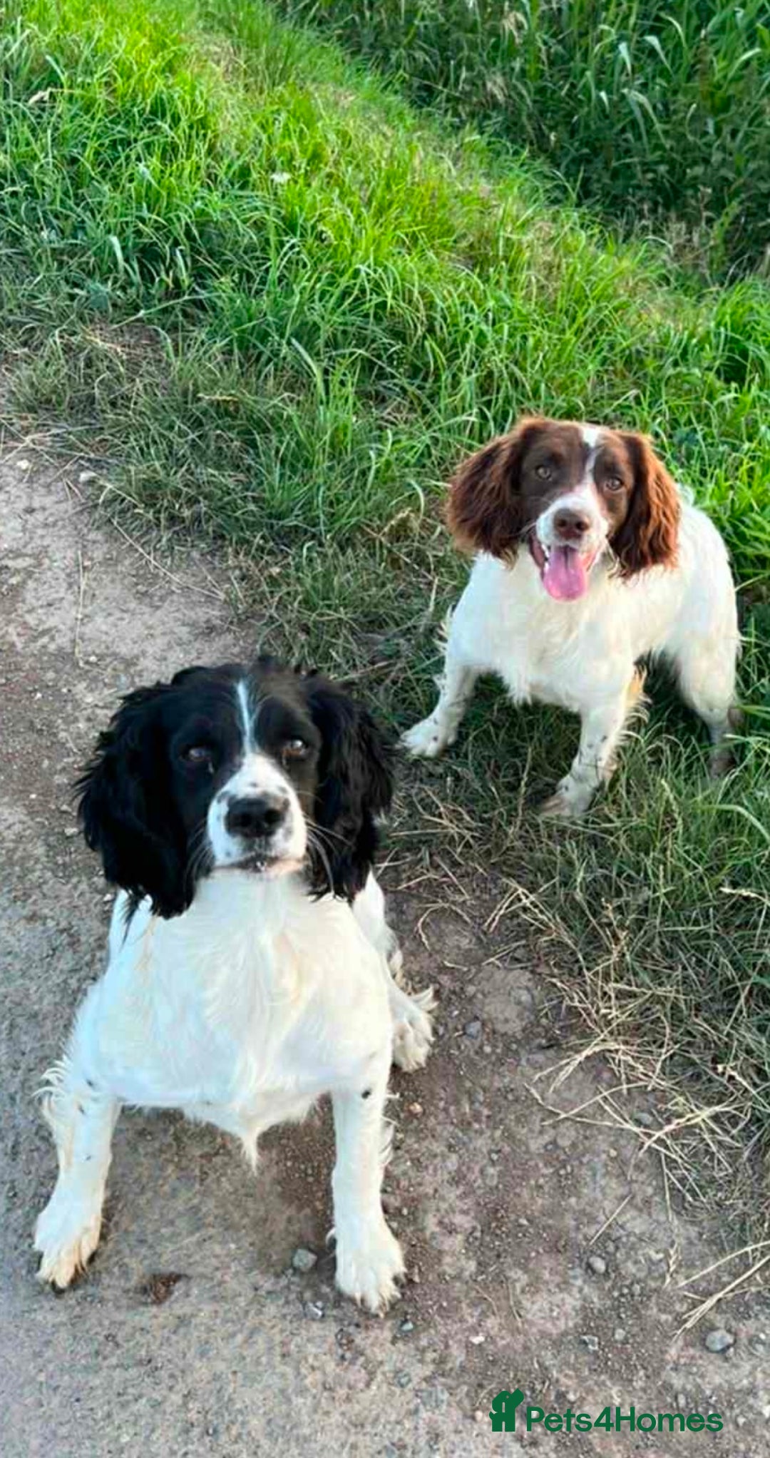 English Springer Spaniel dogs for sale: Beautiful litter of Springer spaniel puppies - Image 2