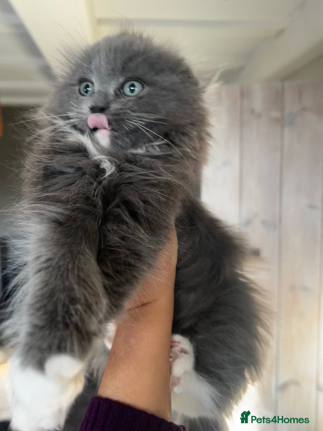 Ragdoll cats for sale: 12 weeks Ragdoll male kitten  - Advert 3