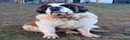 Saint Bernard dogs for sale: Stunning Saint Bernard Puppies in Jedburgh - Advert 18