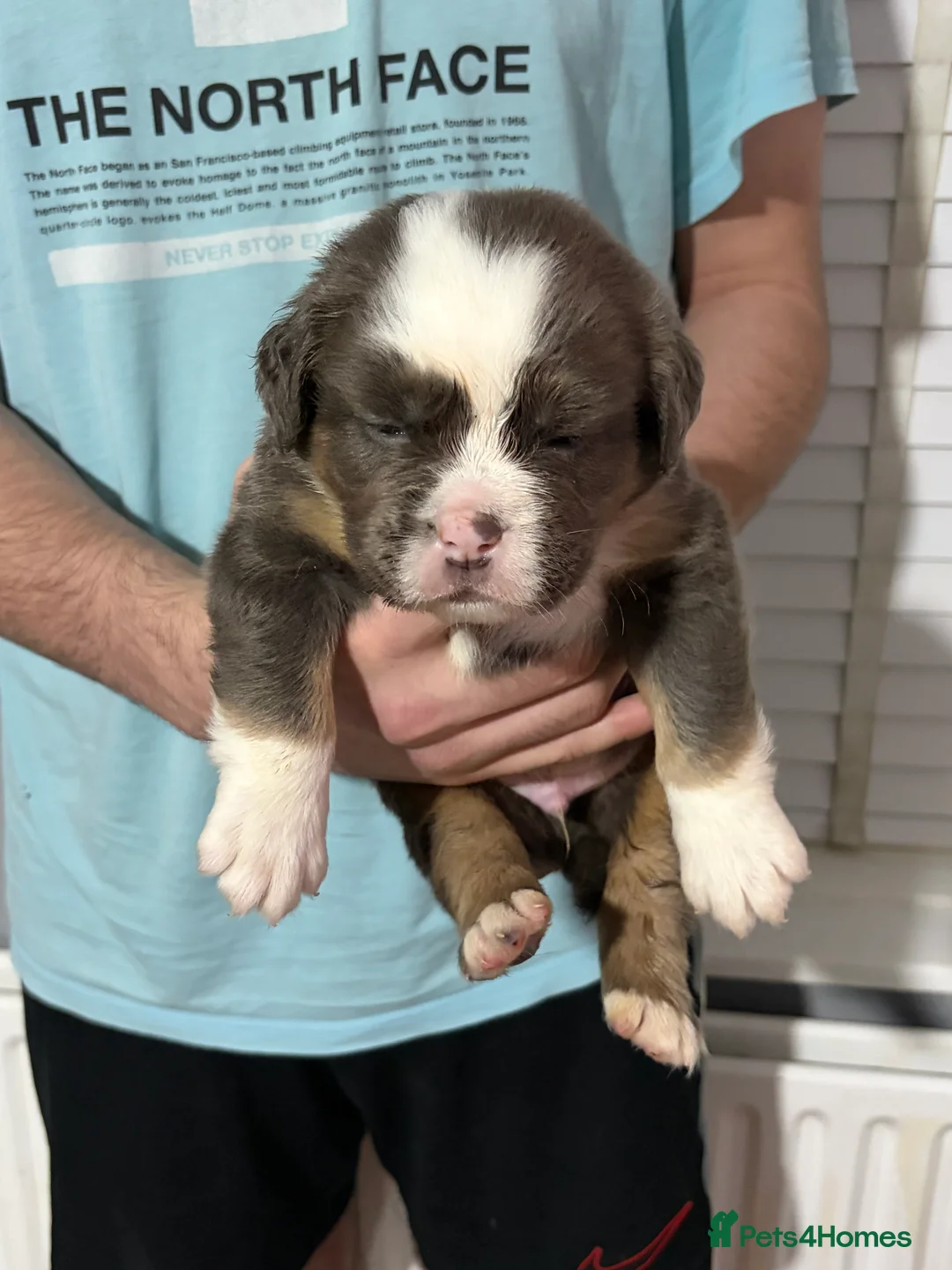 Olde English Bulldogge dogs for sale: Olde English bulldogw in London - Advert 2