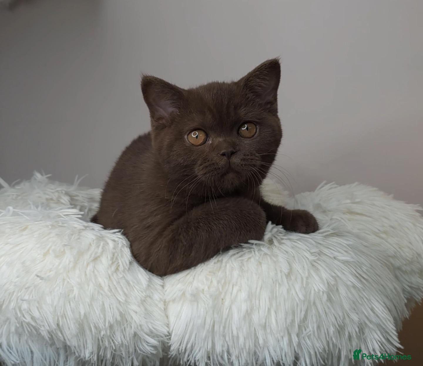 British Shorthair cats Cinnamon British Shorthair Female 🧡👑 - Advert 2