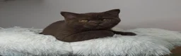 British Shorthair cats for sale: Cinnamon British Shorthair Female 🧡👑 - Advert 1
