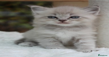 Ragdoll cats - Advert 2