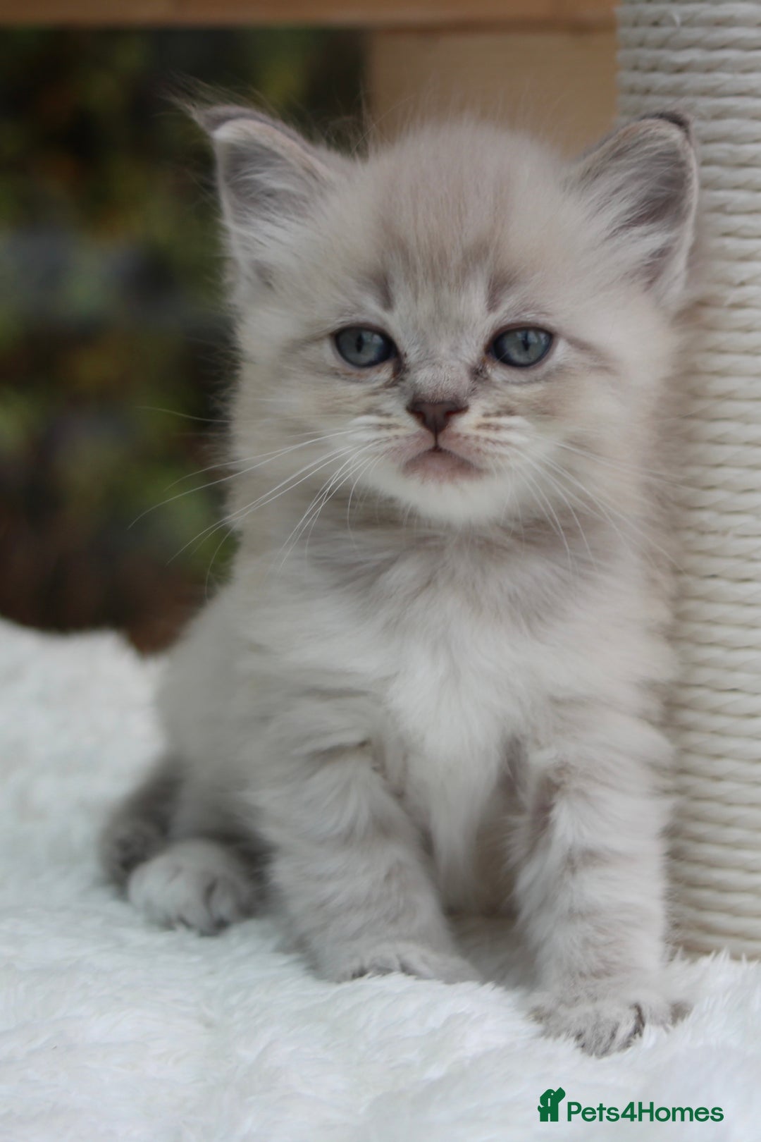Ragdoll cats for sale: TICA Blue Bicolour Ragdoll Mink Cherubim Kittens  - Image 4