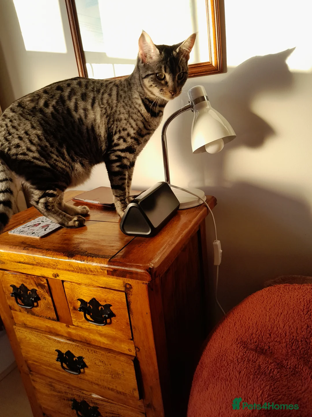 Savannah cats for sale: Pedigree F5 TICA Reg Savannah Girl Kitten - Advert 14